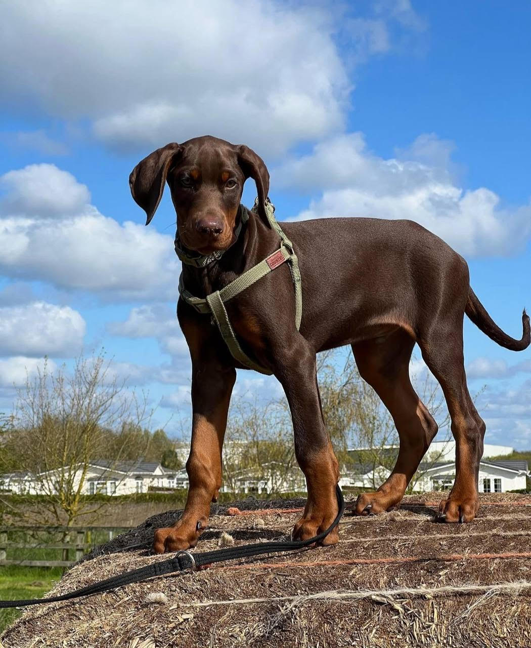 Doberman - Ace the Doberman
