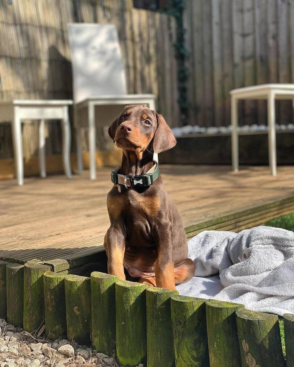 Doberman - Apollo the Doberman