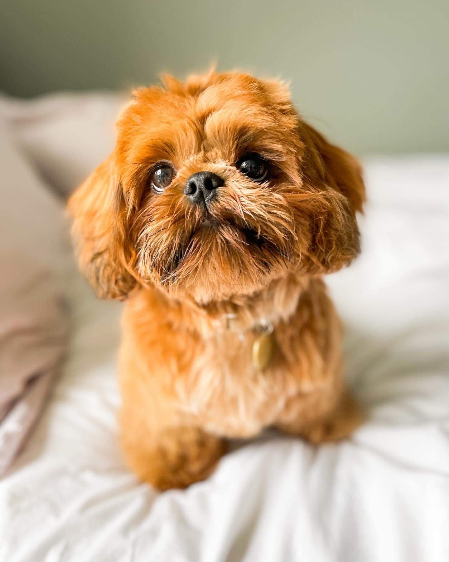 Shih Tzu - Artie Mâle the Shih Tzu