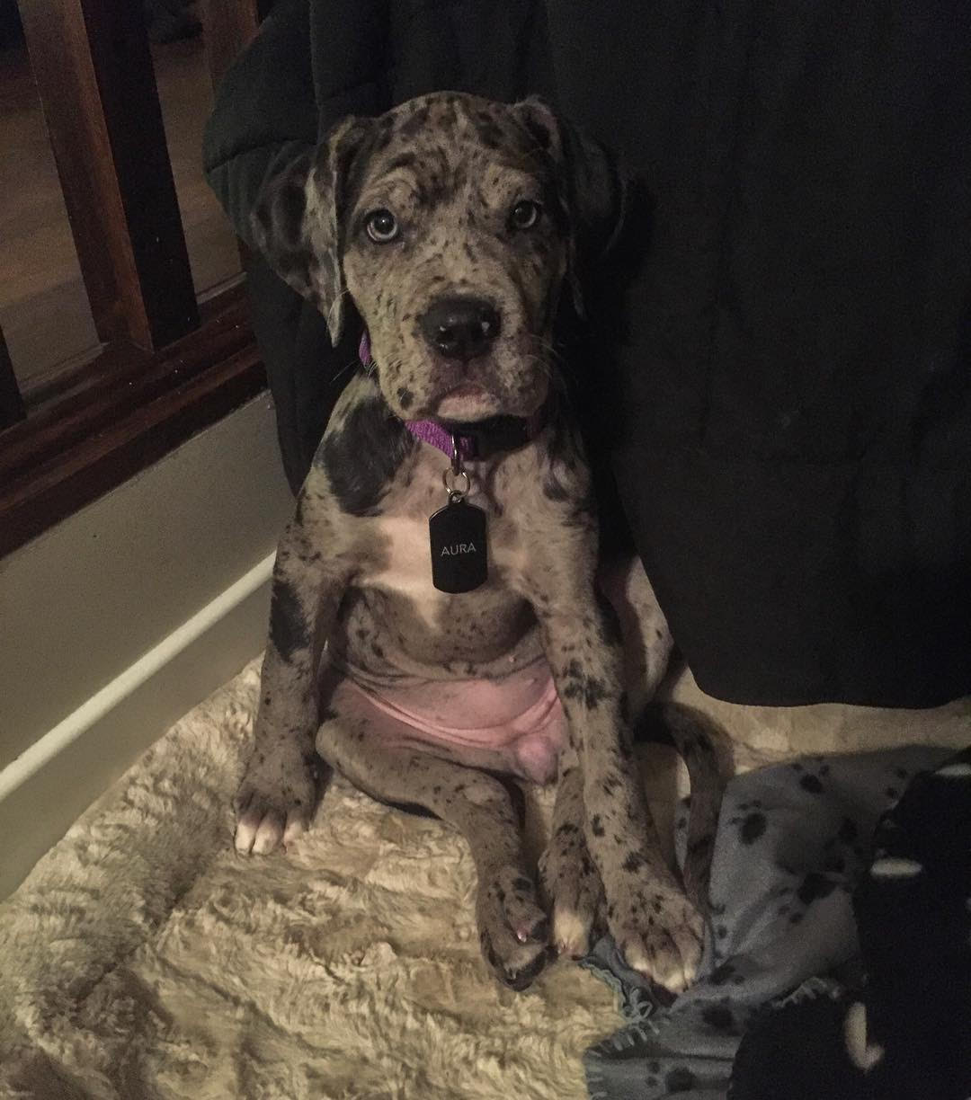 Great Dane