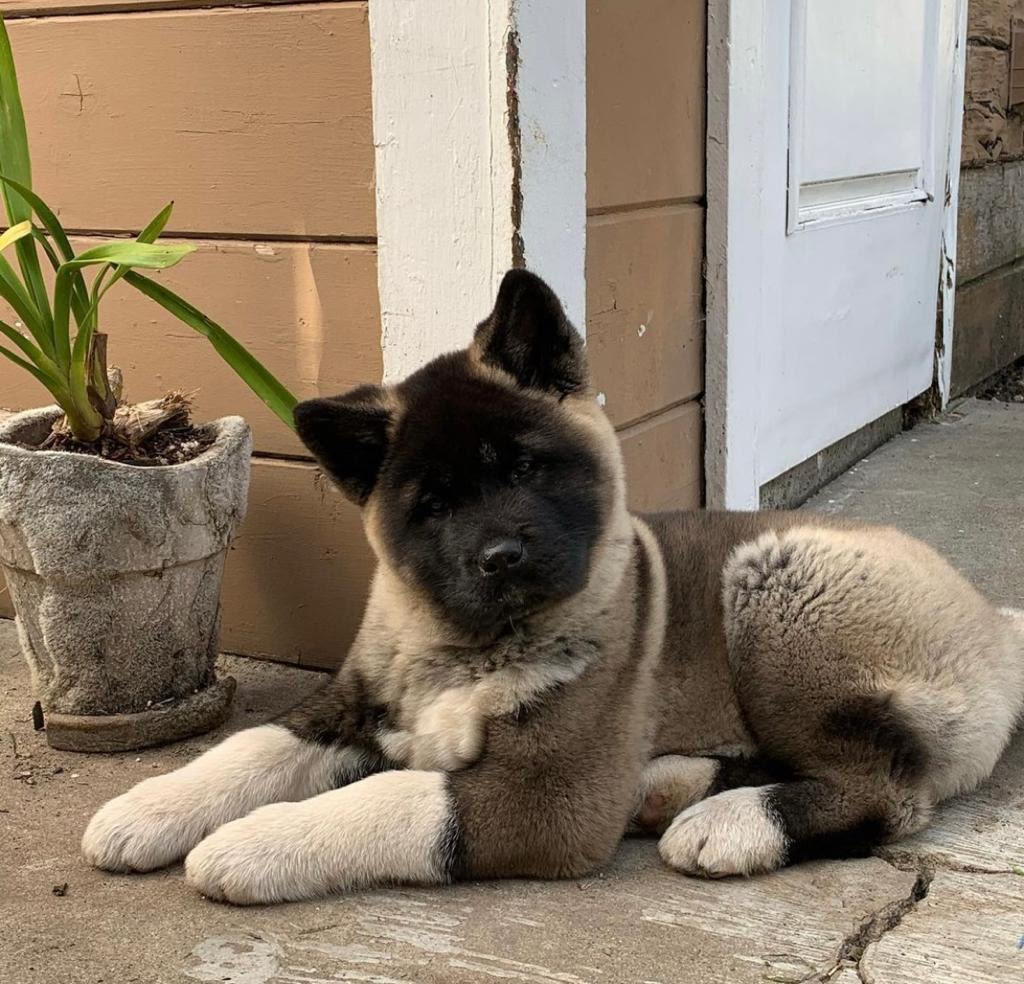 Akita