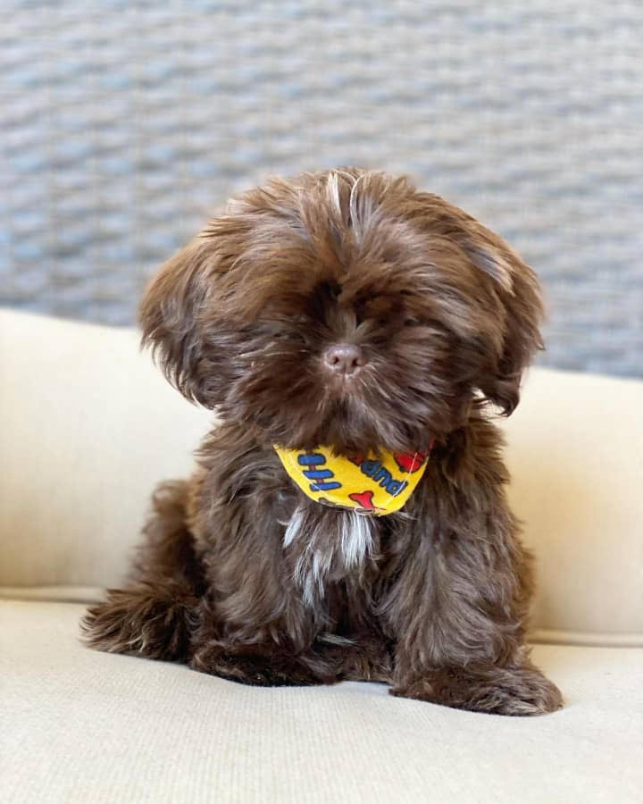 Shih Tzu - Baxter the Shih Tzu
