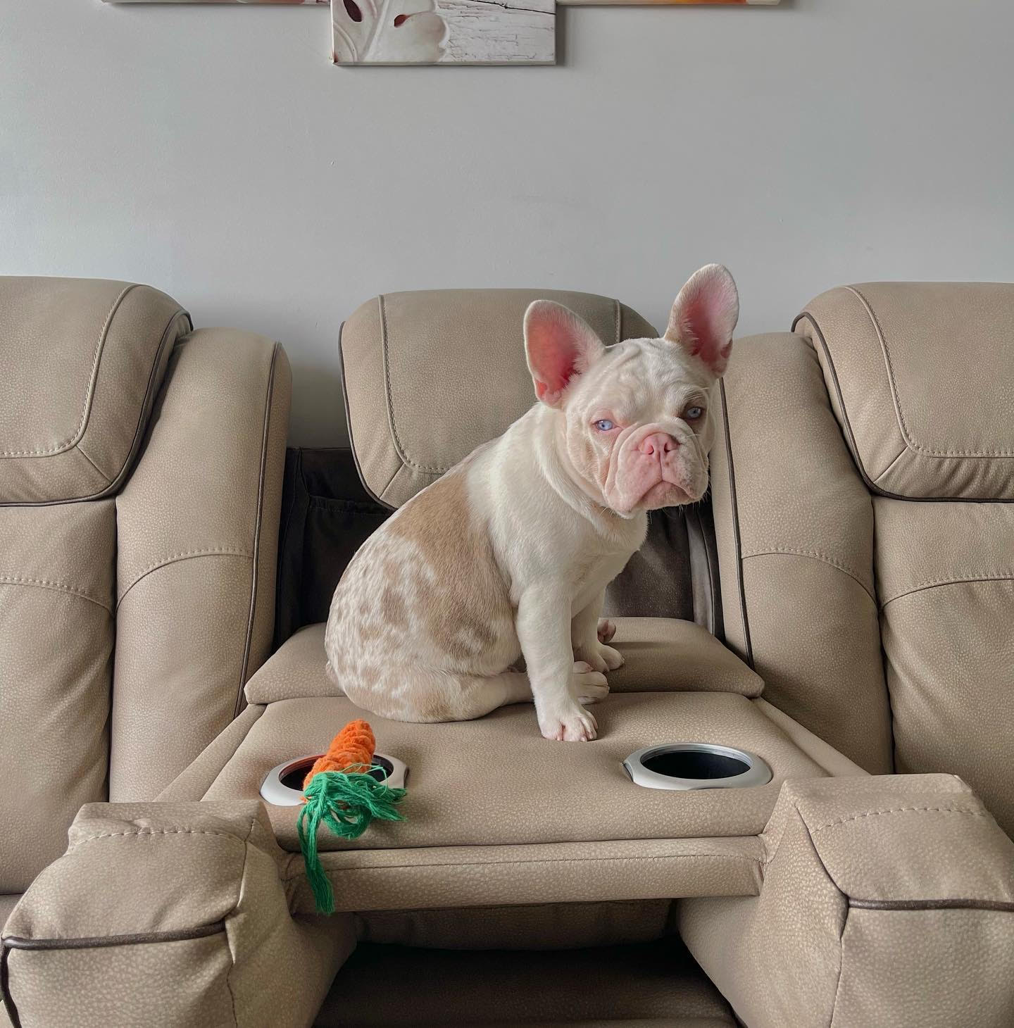 French Bulldog