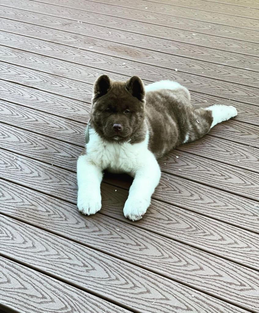 Akita - Chloe the Akita