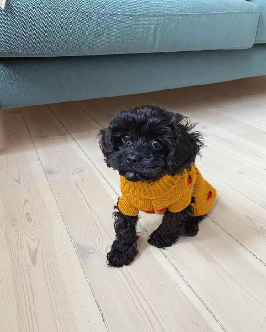 8 Essential Checks When Choosing a Healthy Puppy