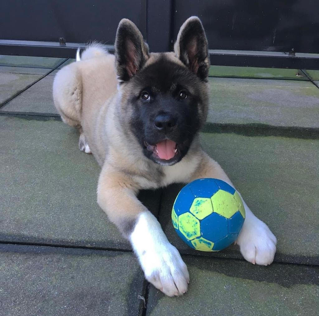 Akita - Cooper the Akita