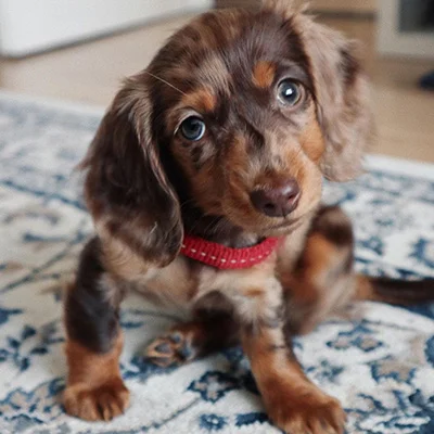 Dachshund - Badu – Dackel