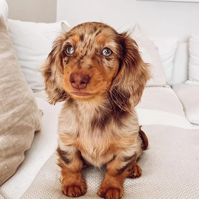 Dachshund - Bianca – Dackel