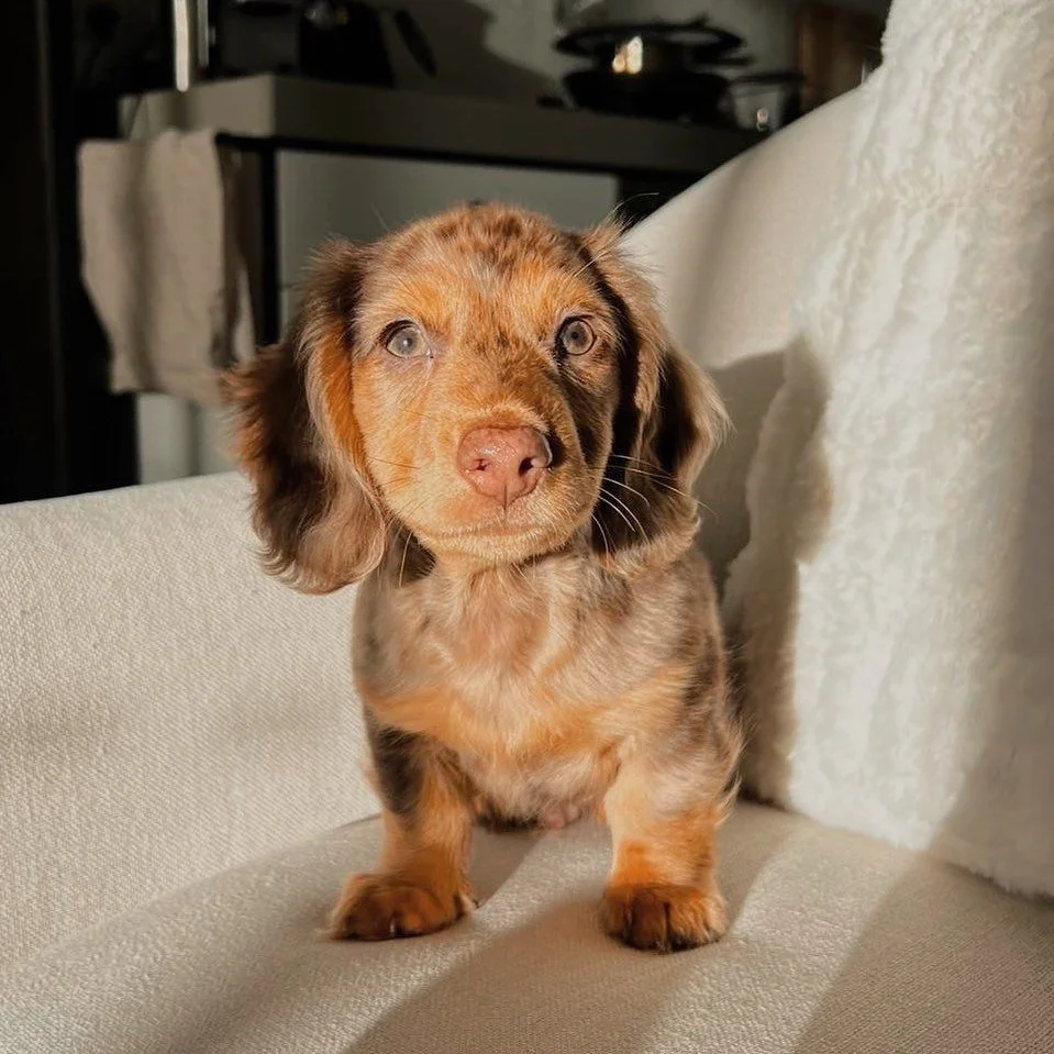 Dachshund