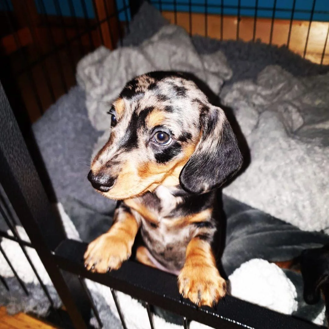 Dachshund - Chester – Dackel