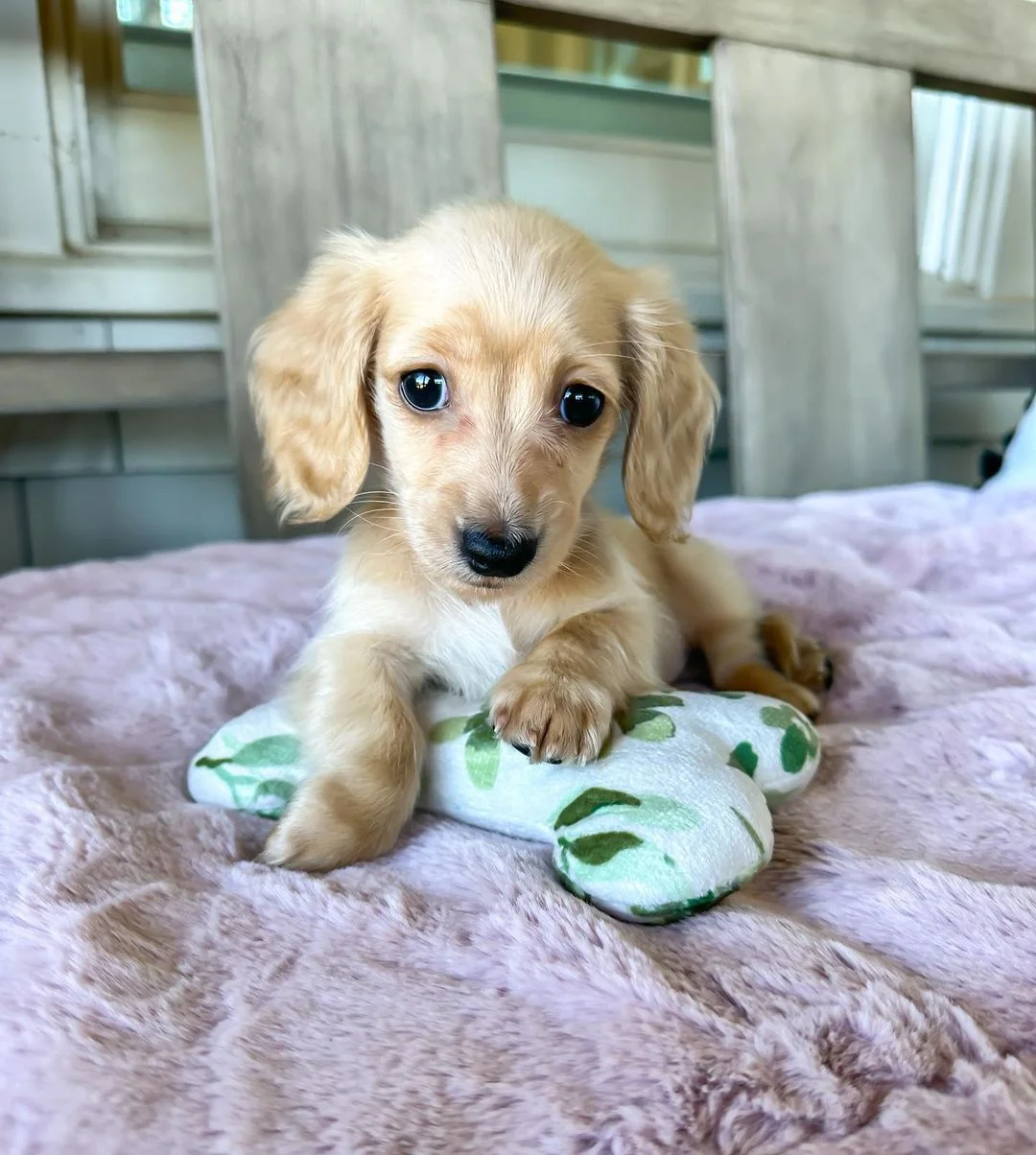 Dachshund - Chloe – Dackel