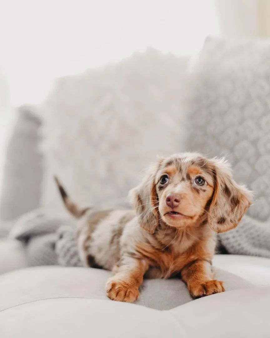 Dachshund - Darcy – Dackel