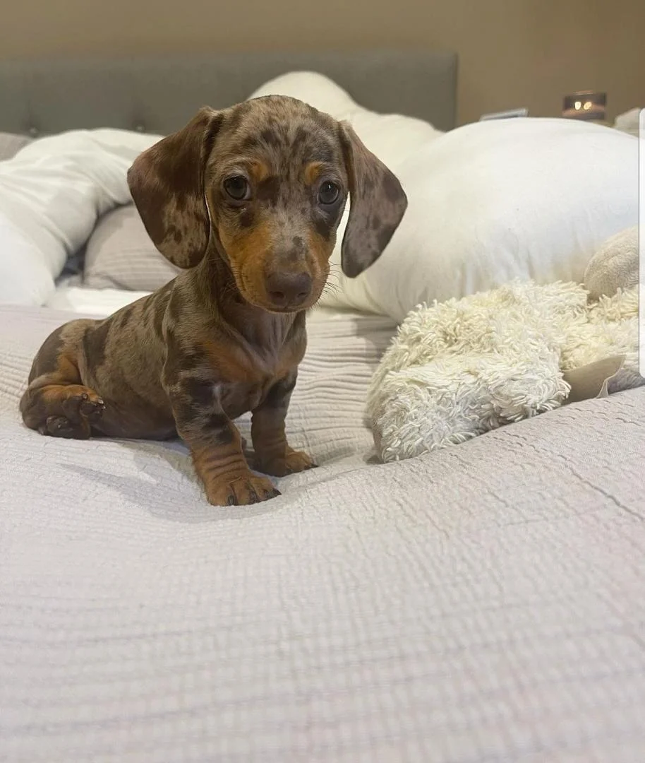 Dachshund - Doris – Dackel