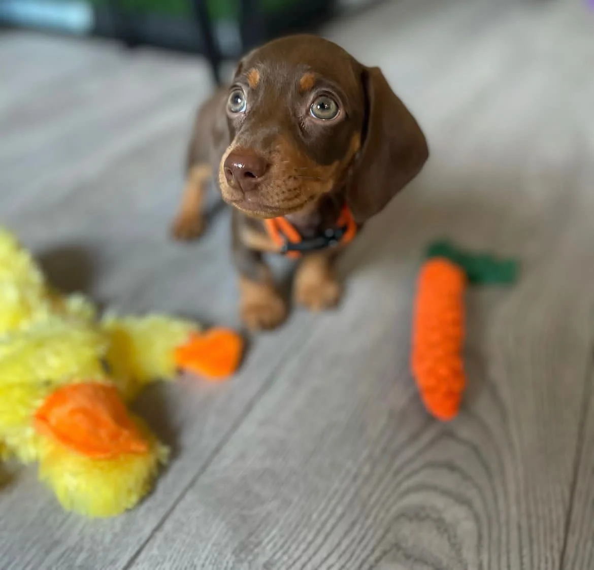Dachshund - Gus – Dackel