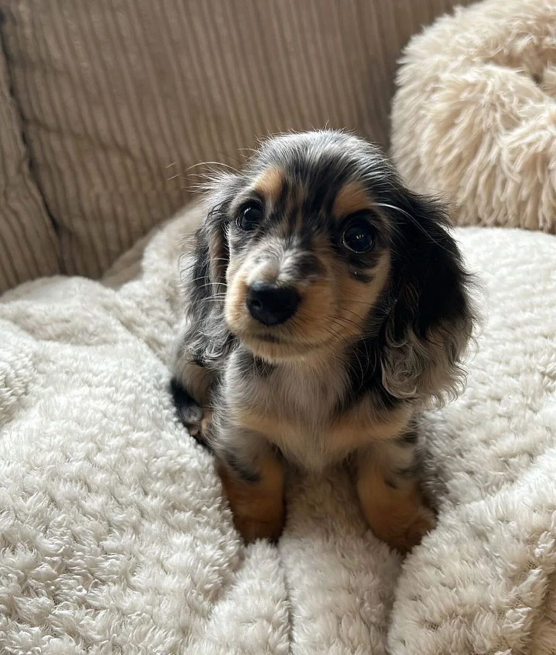 Dachshund - Lola – Dackel