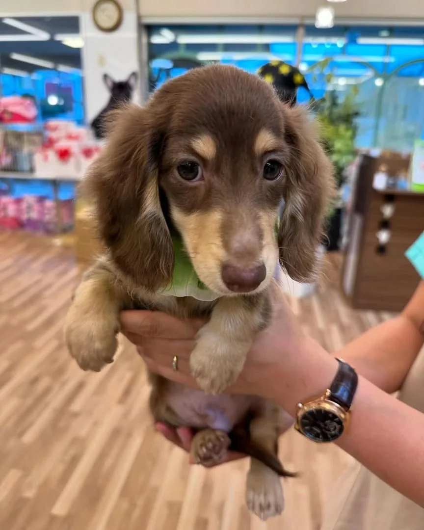Dachshund - Luga – Dackel