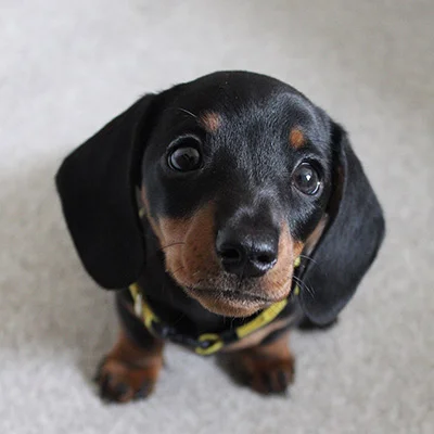 Dachshund - Luie – Dackel