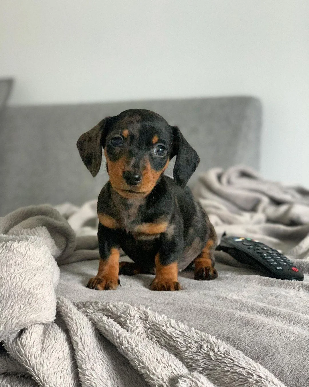 Dachshund - Maisey – Dackel