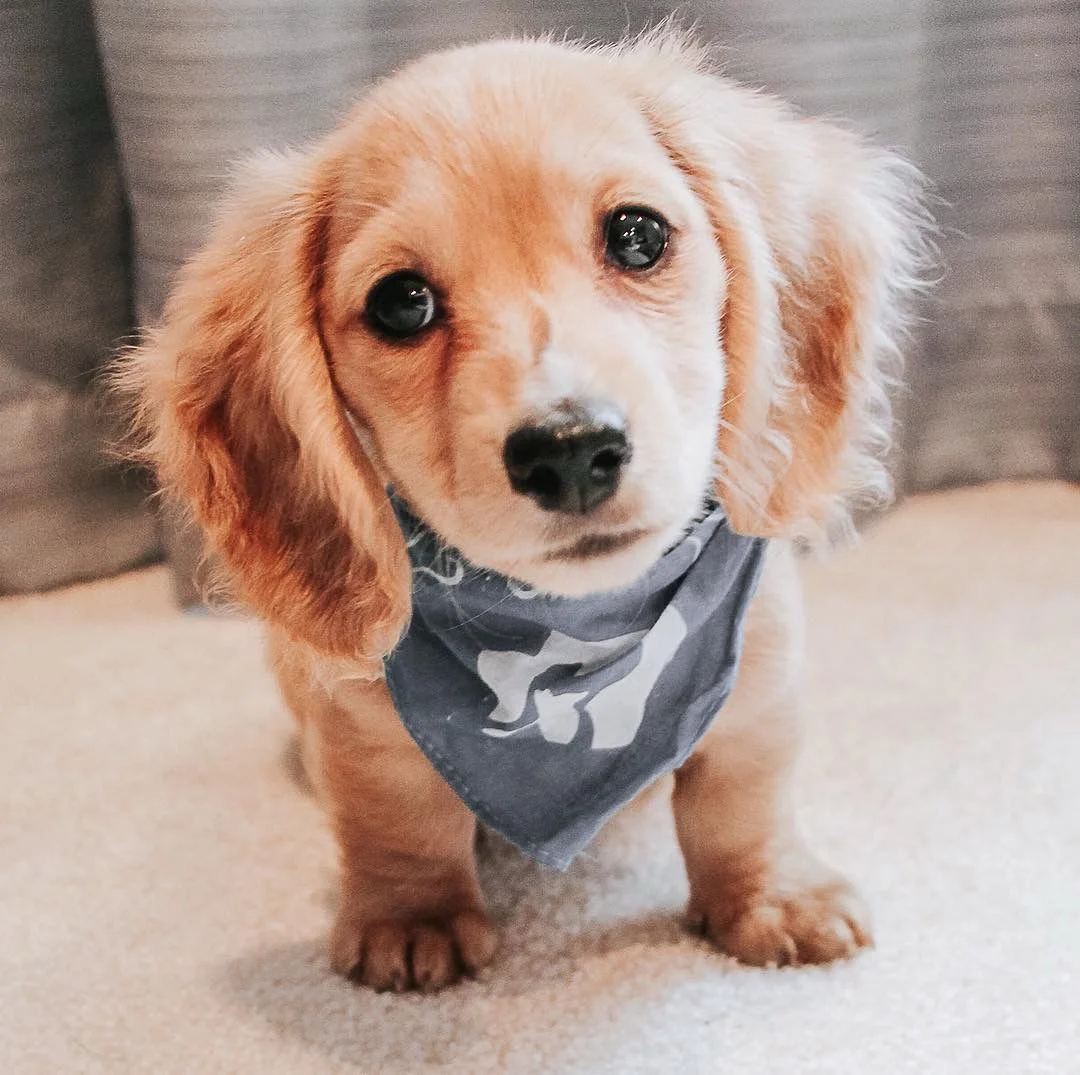 Dachshund - Max – Dackel