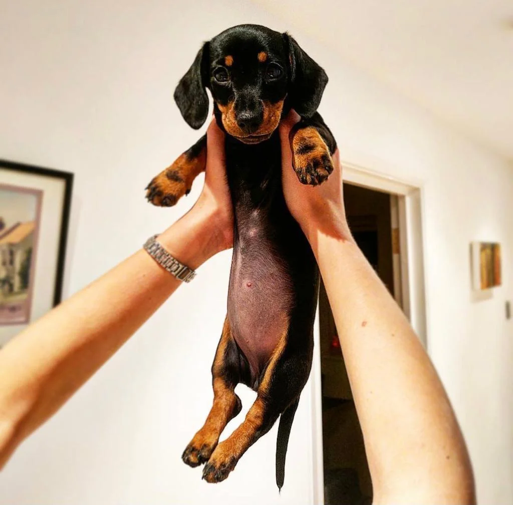 Dachshund - Polly – Dackel