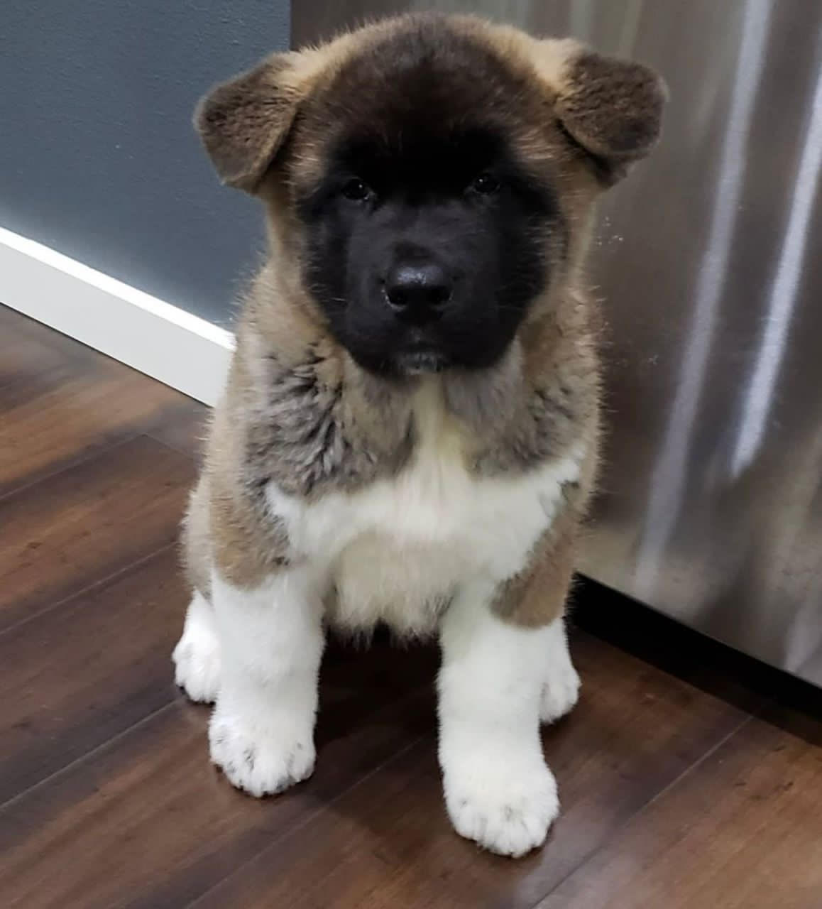 Akita - Daisy the Akita