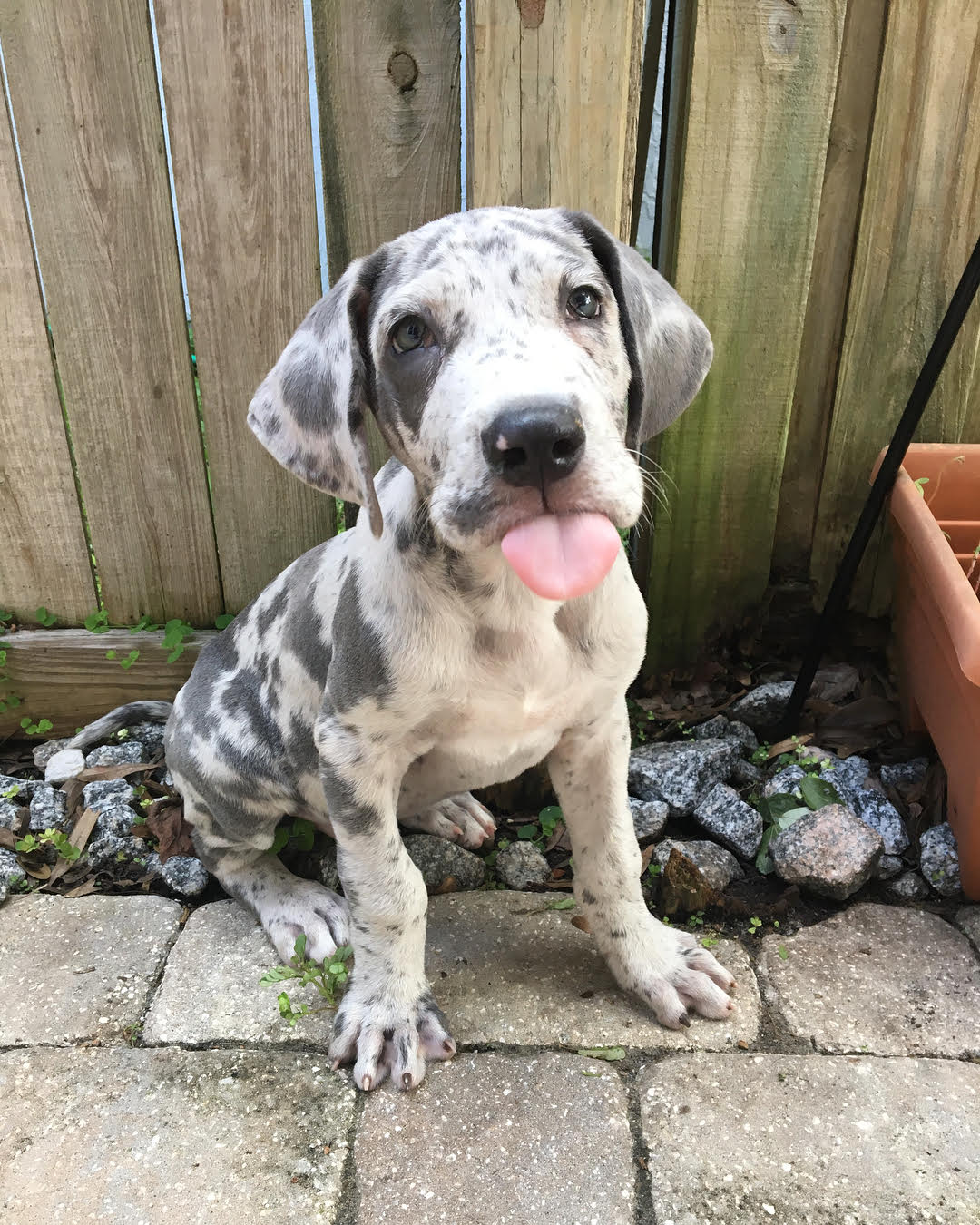 Great Dane - Dexter the Great Dane