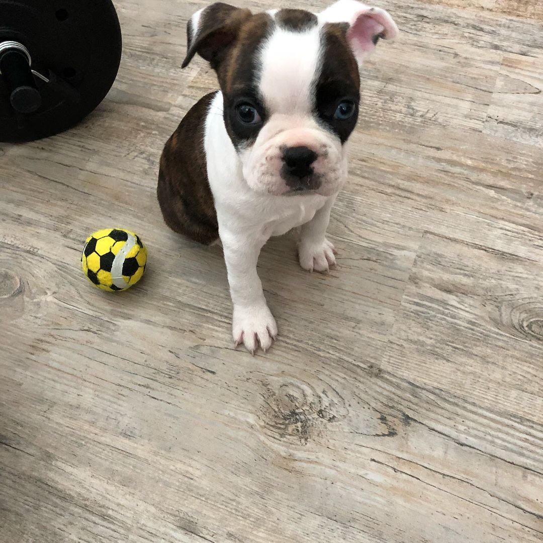 Boston Terrier - Diesel the Boston Terrier