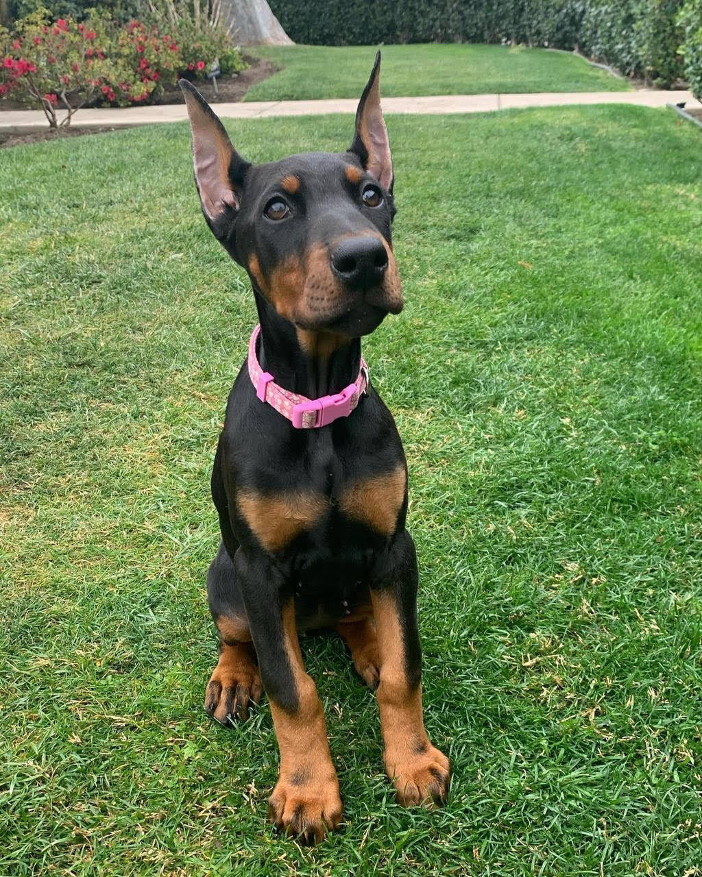 Doberman - Freya the Doberman