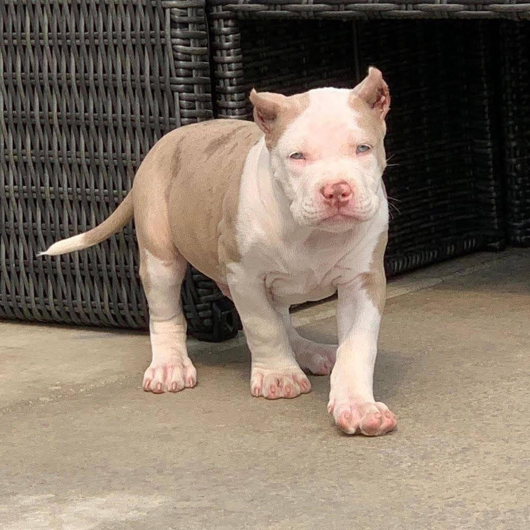 American Bully - Ghost – American Bully