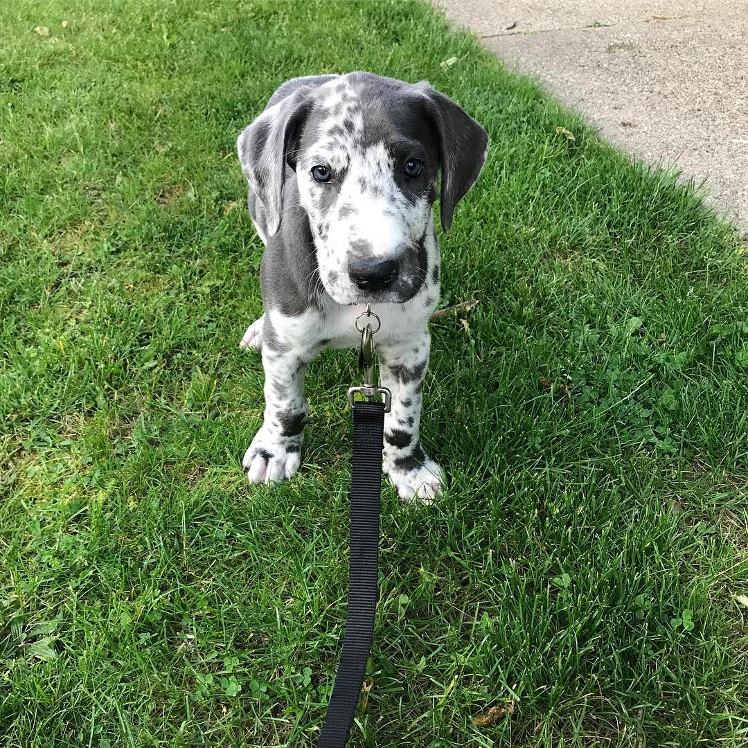 Great Dane - Gus the Great Dane
