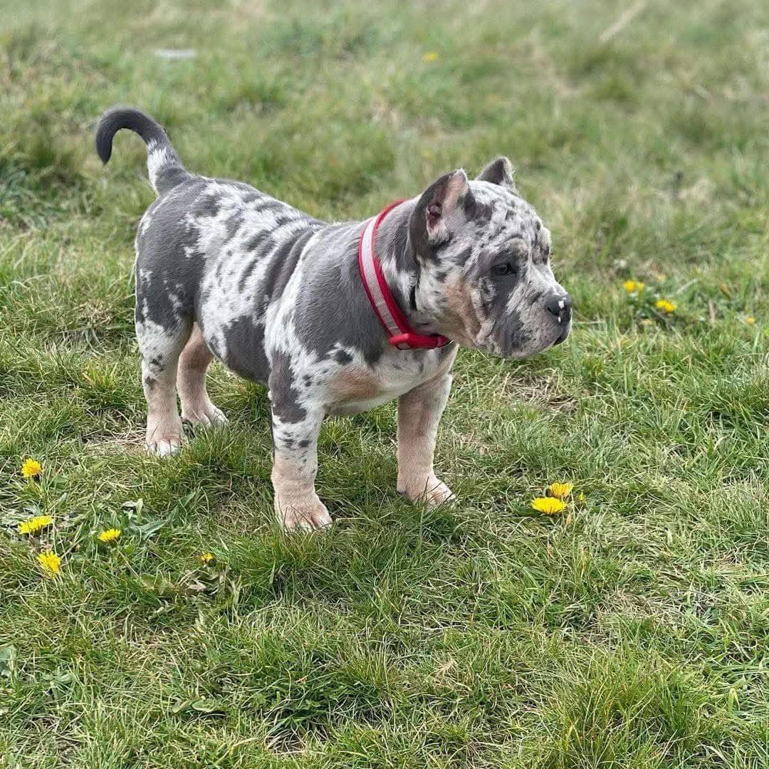 American Bully - Harry – American Bully