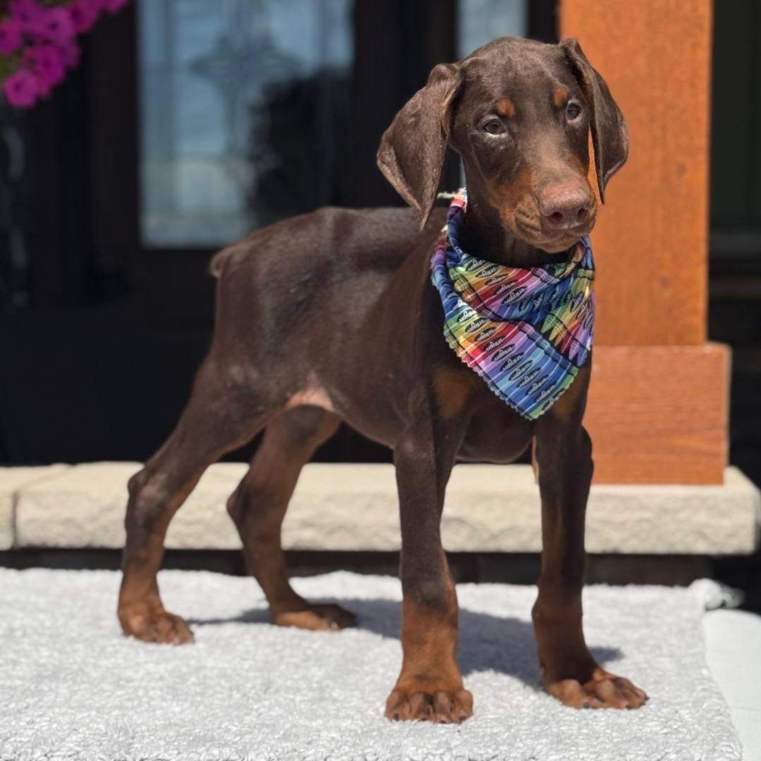 Doberman - Ivy the Doberman