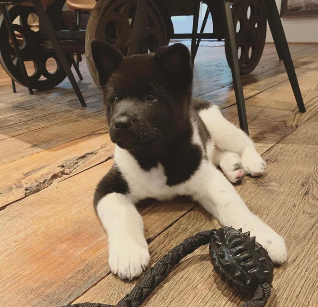 Akita - Jack the Akita