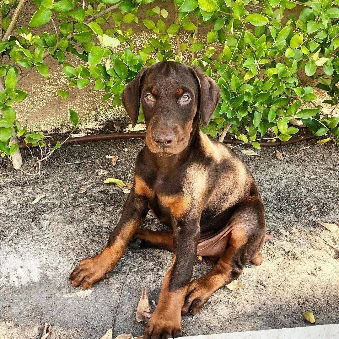 Doberman - Jasper the Doberman