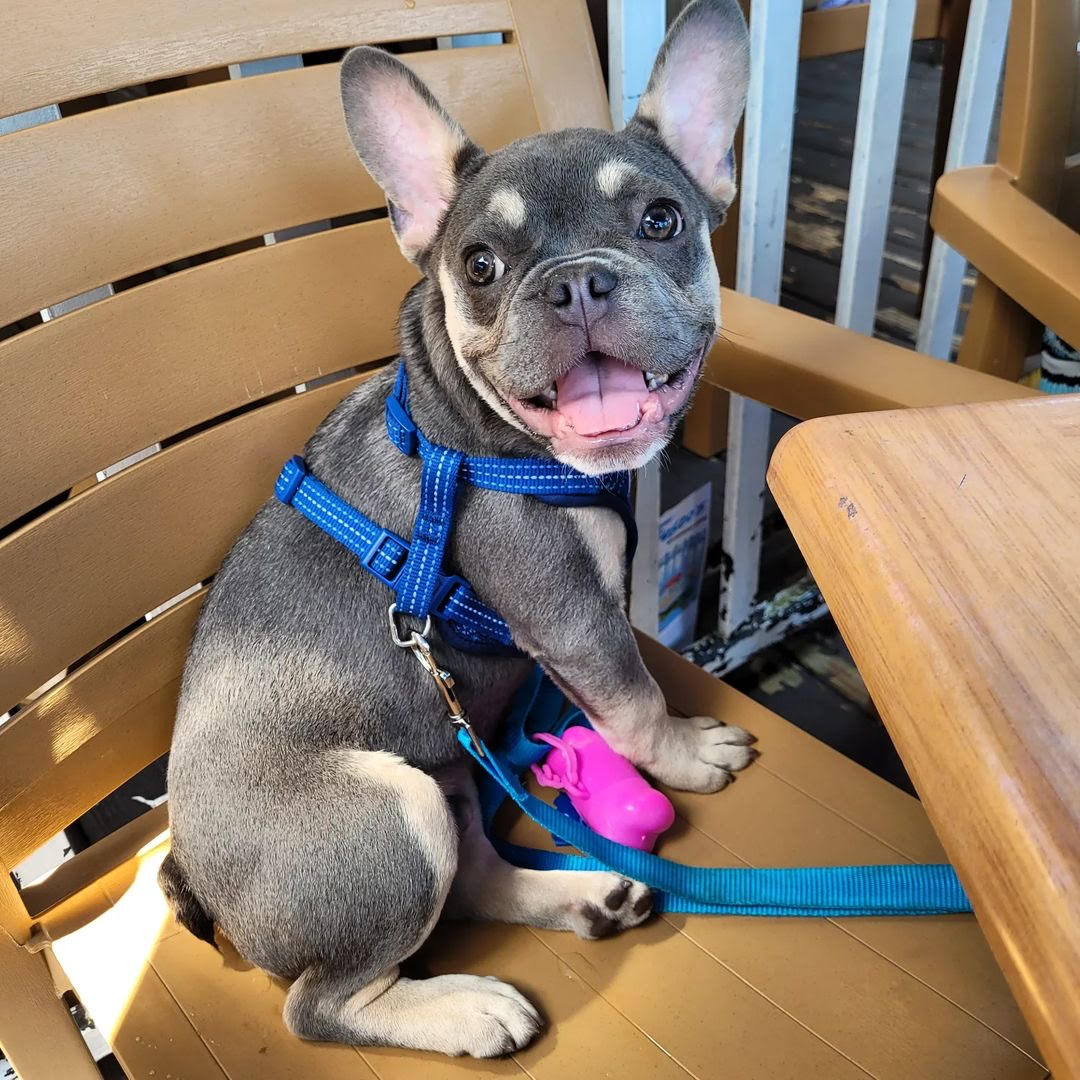 French Bulldog - Jasper the French Bulldog