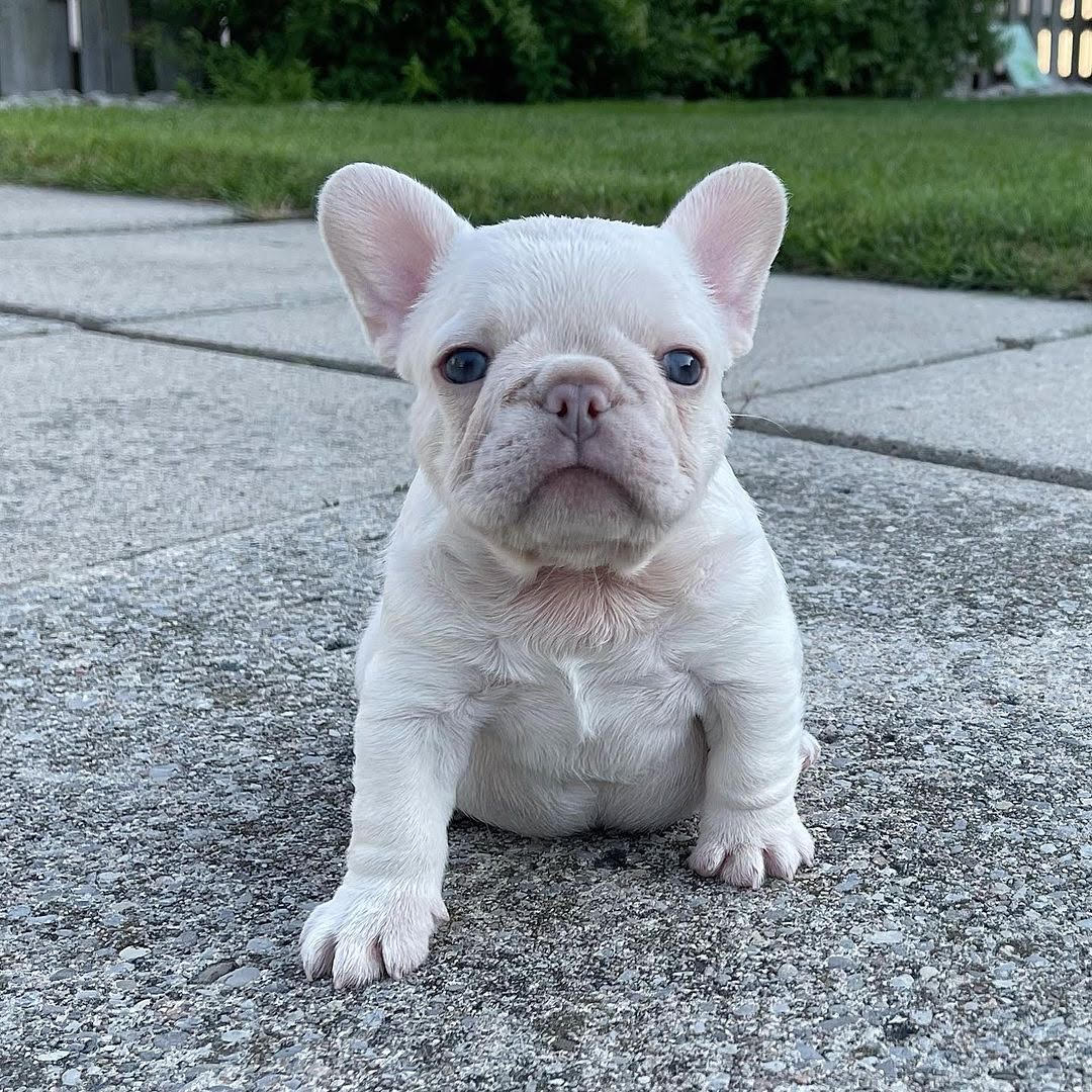 French Bulldog - Karen the French Bulldog