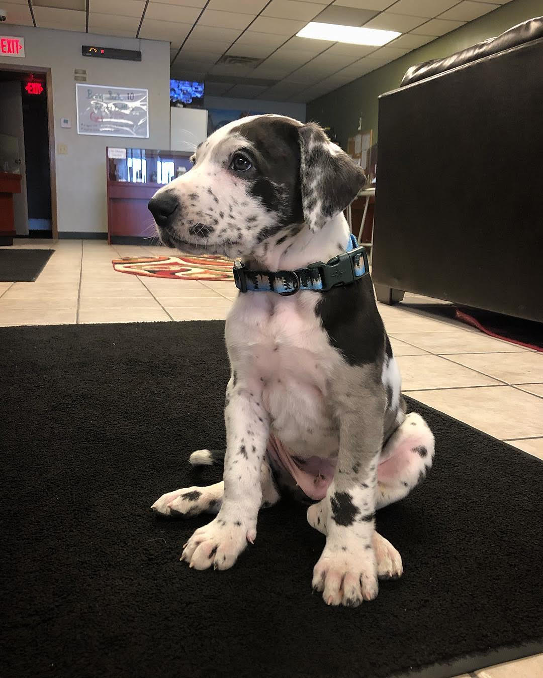 Great Dane - Larry the Great Dane