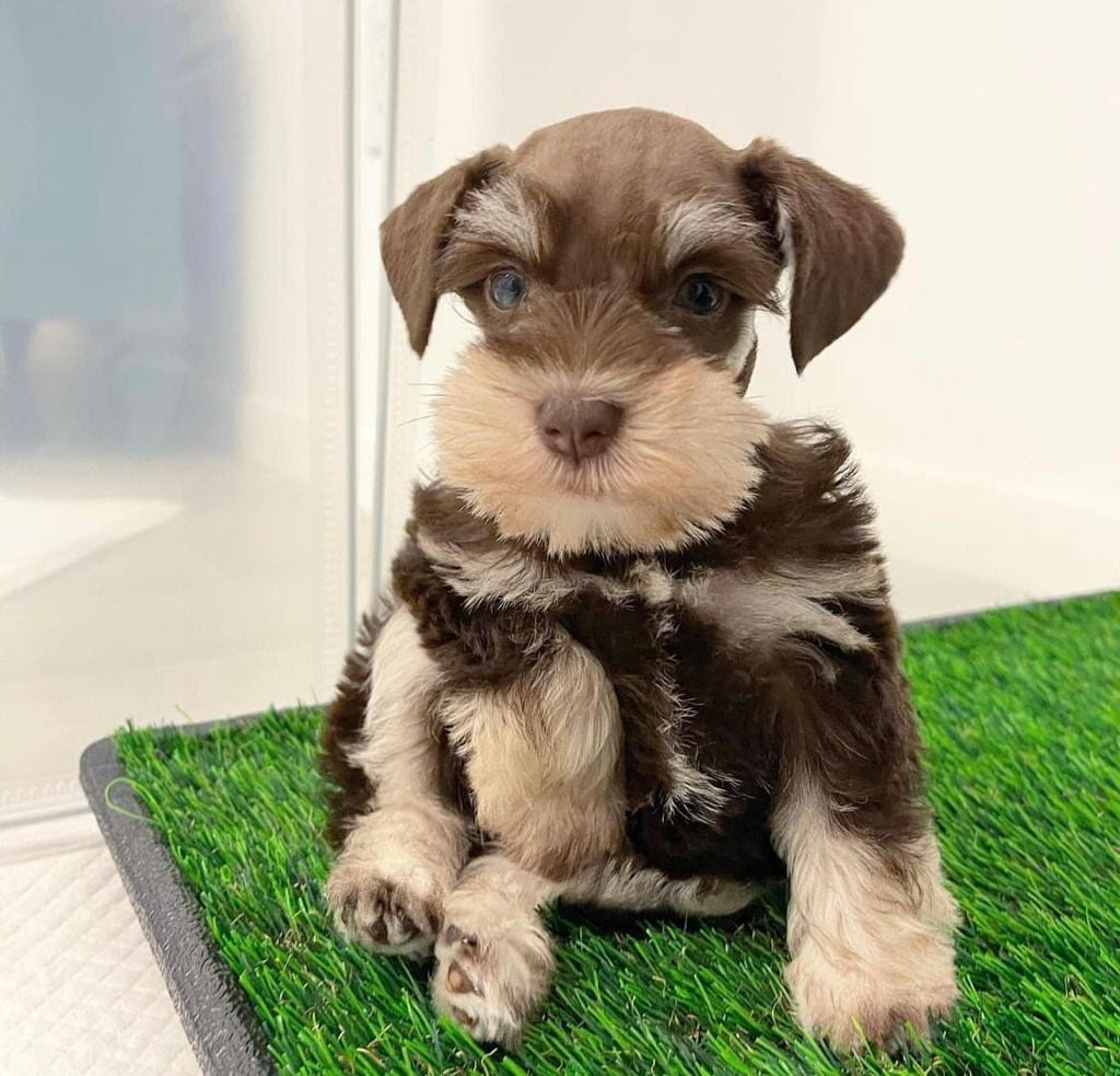 Schnauzer - Leo the Schnauzer