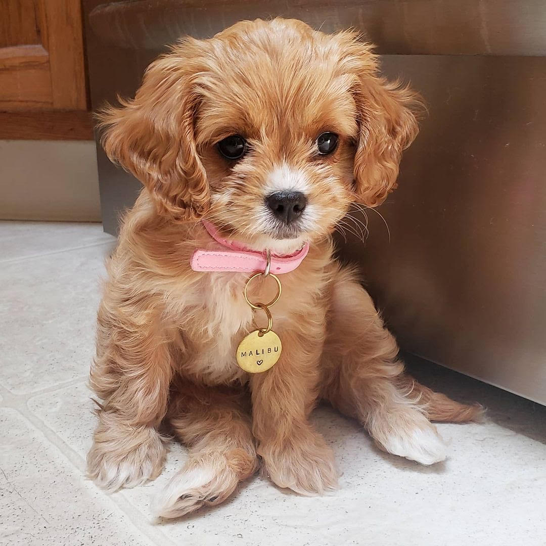 Cavapoo - Malibu the Cavapoo