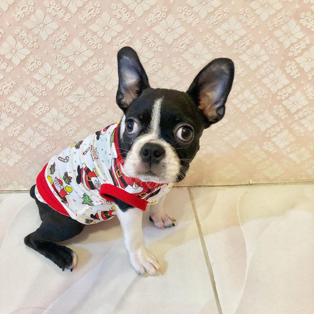 Boston Terrier - Mason the Boston Terrier