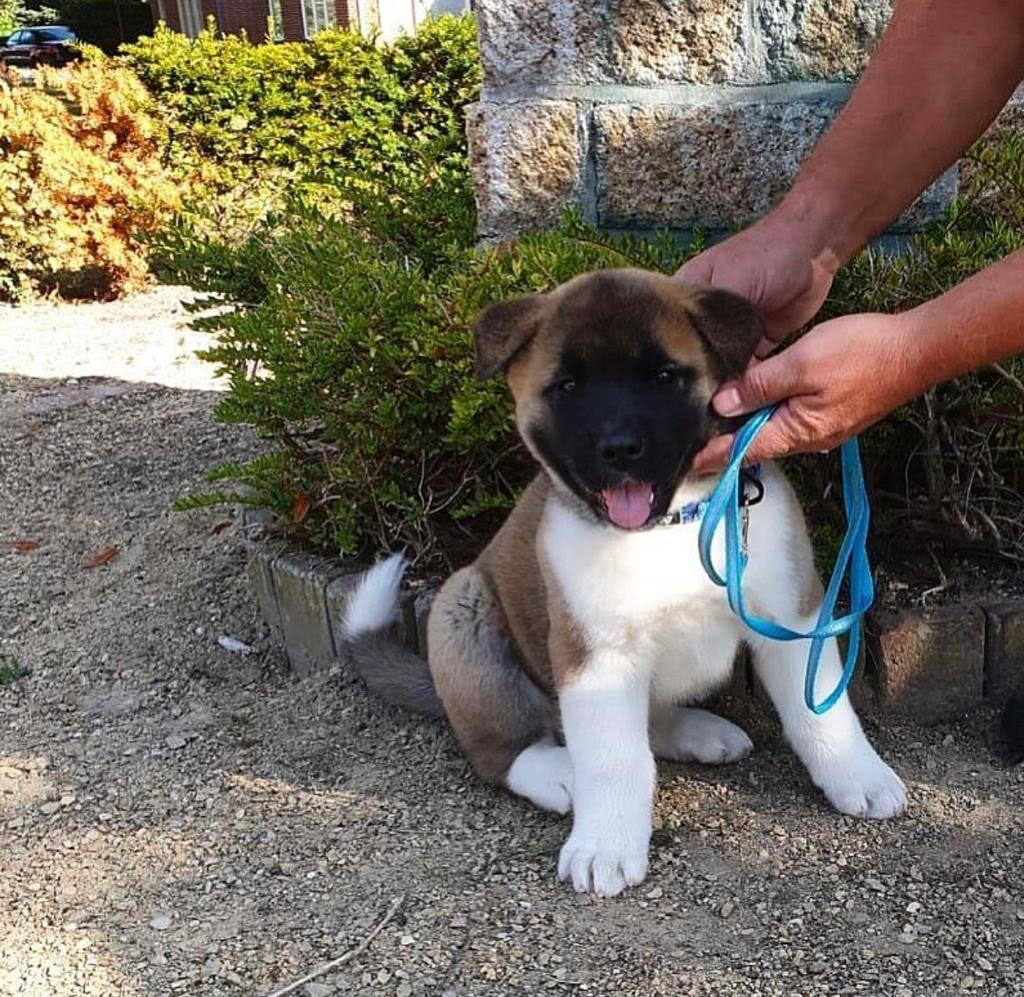 Akita - Max the Akita