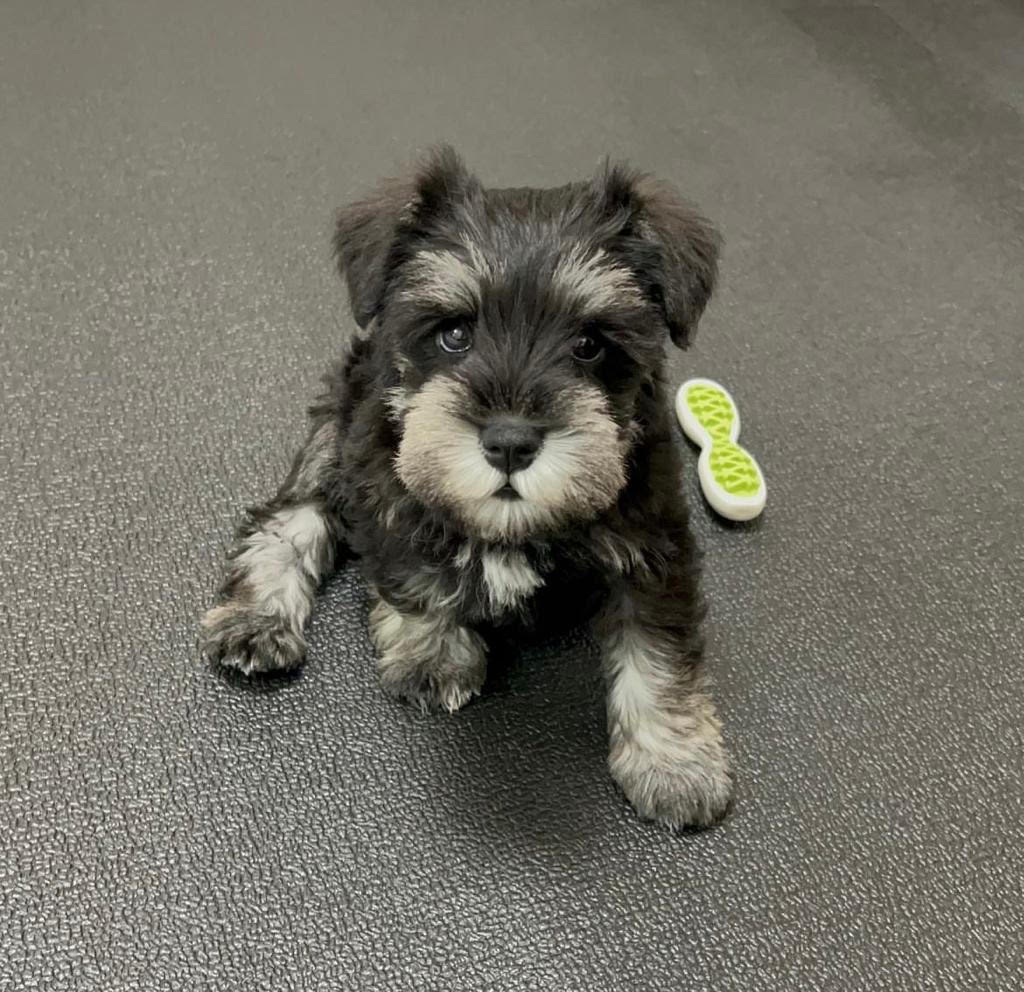 Mini Schnauzer - Mike the Miniature Schnauzer