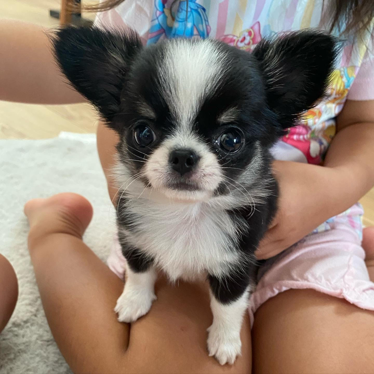 Chihuahua - Millie the Chihuahua