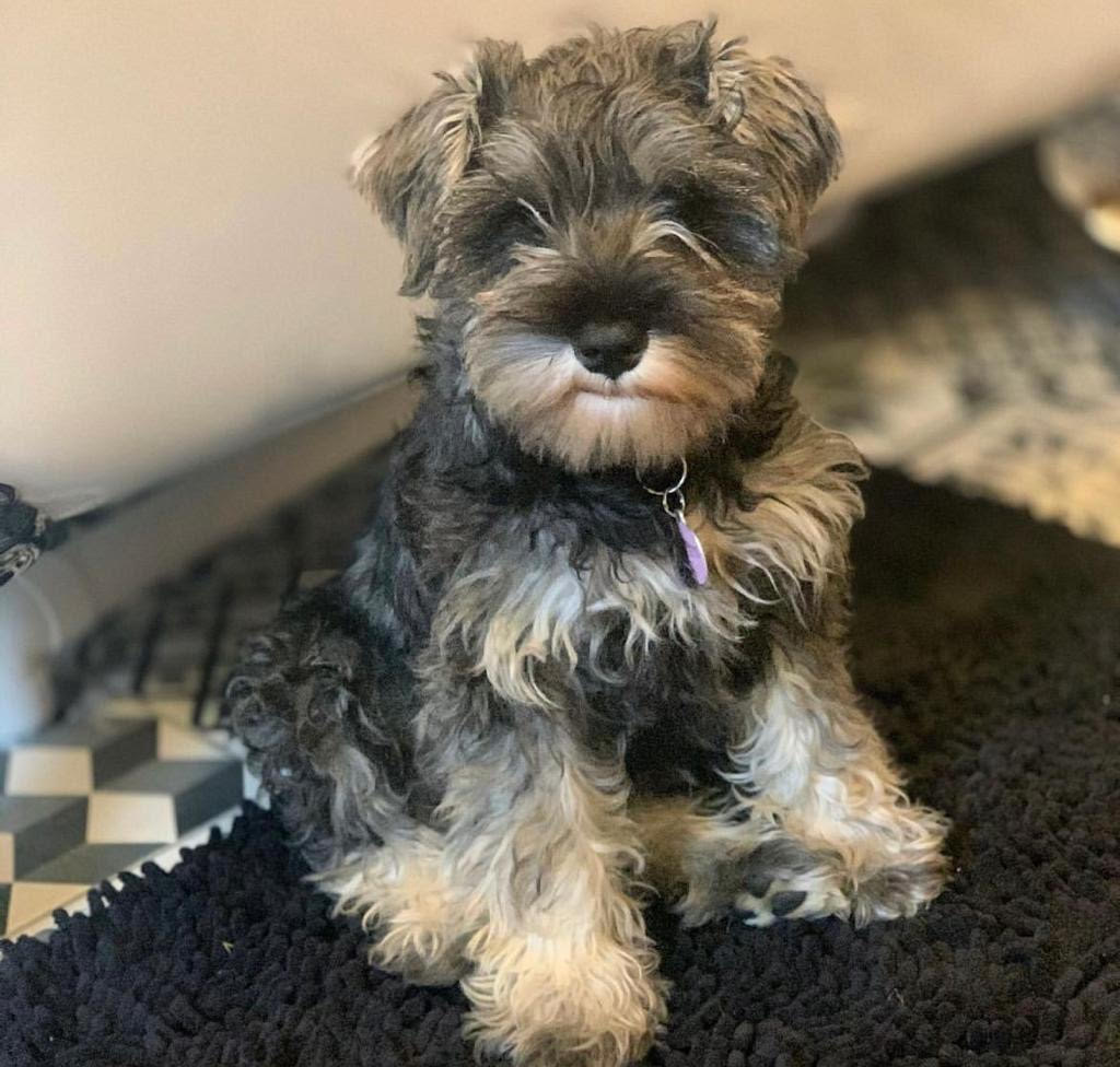 Mini Schnauzer - Millie the Miniature Schnauzer
