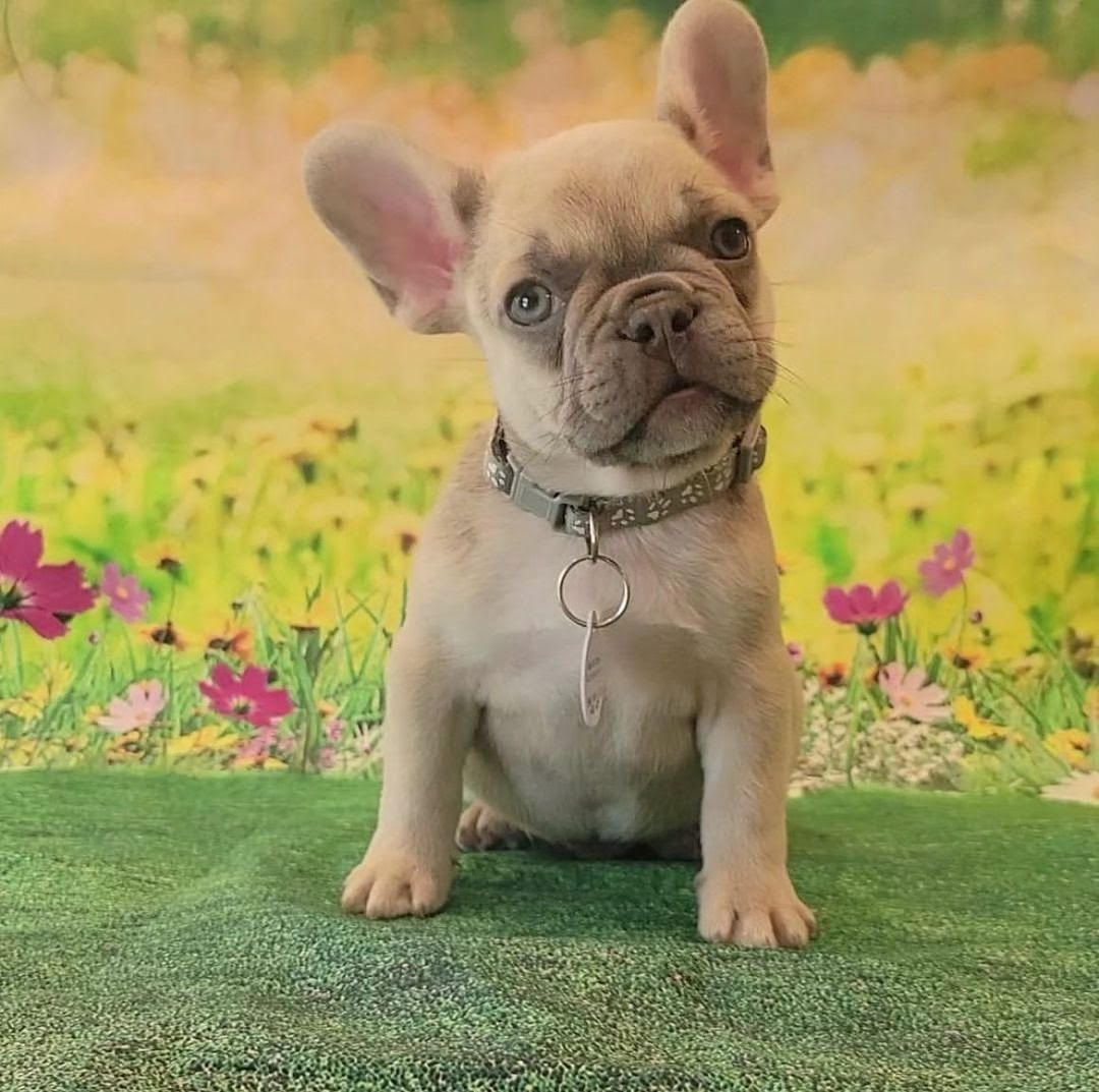 French Bulldog - Mispa the French Bulldog