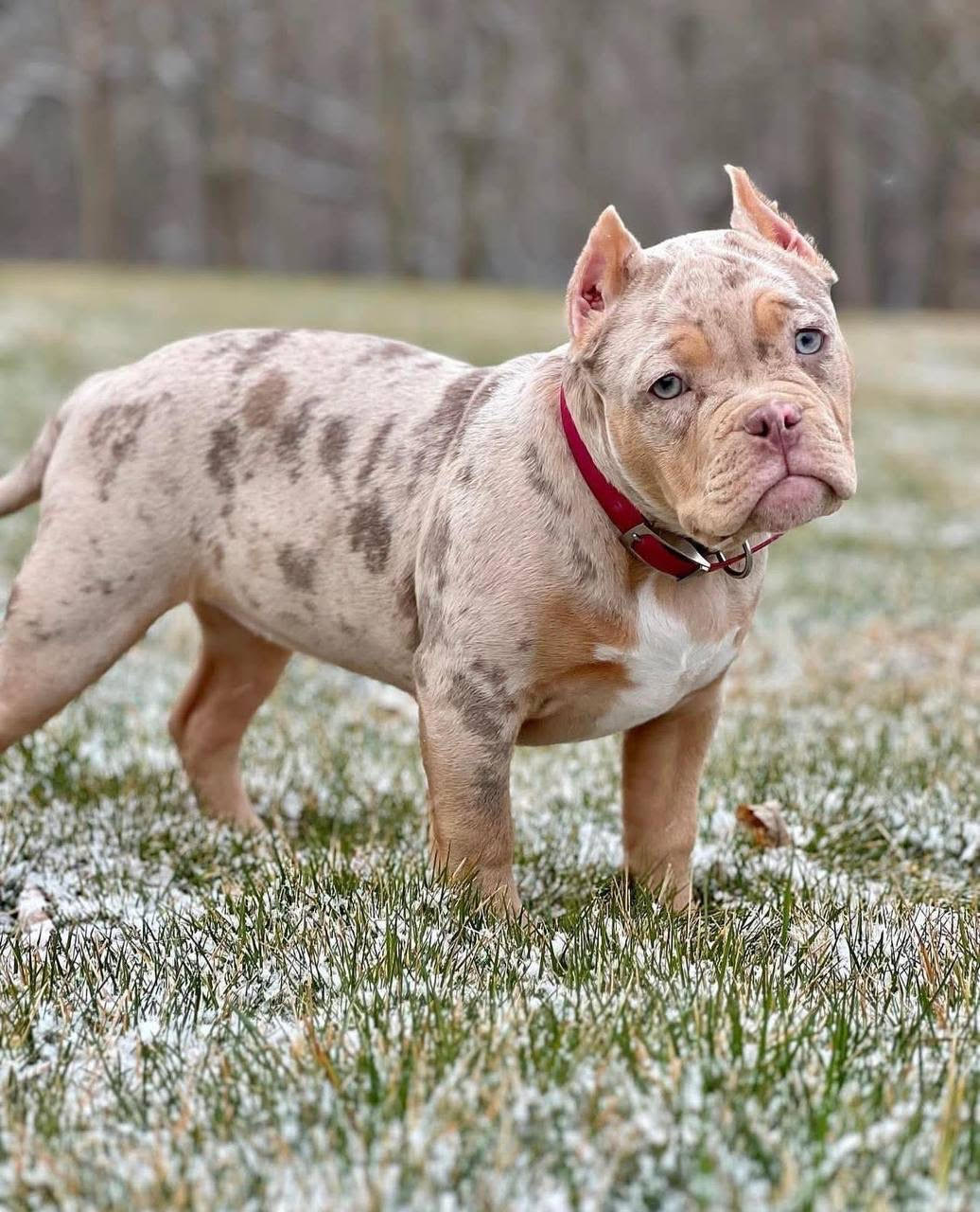 American Bully - Mocha – American Bully