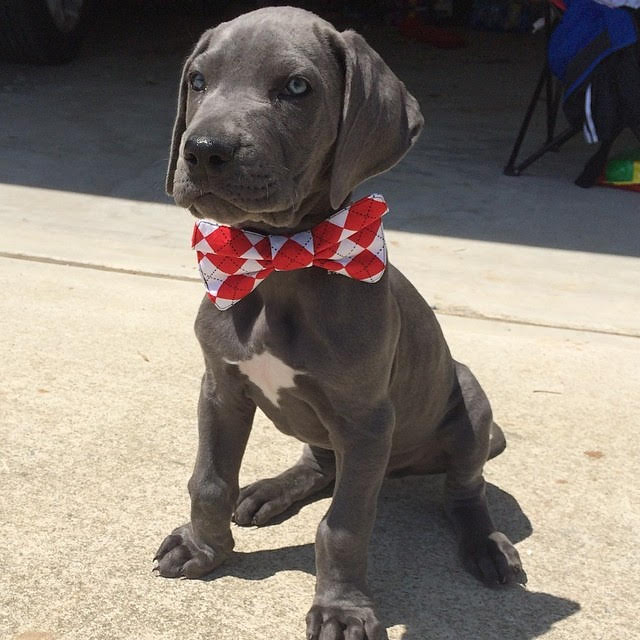 Great Dane - Monica the Great Dane