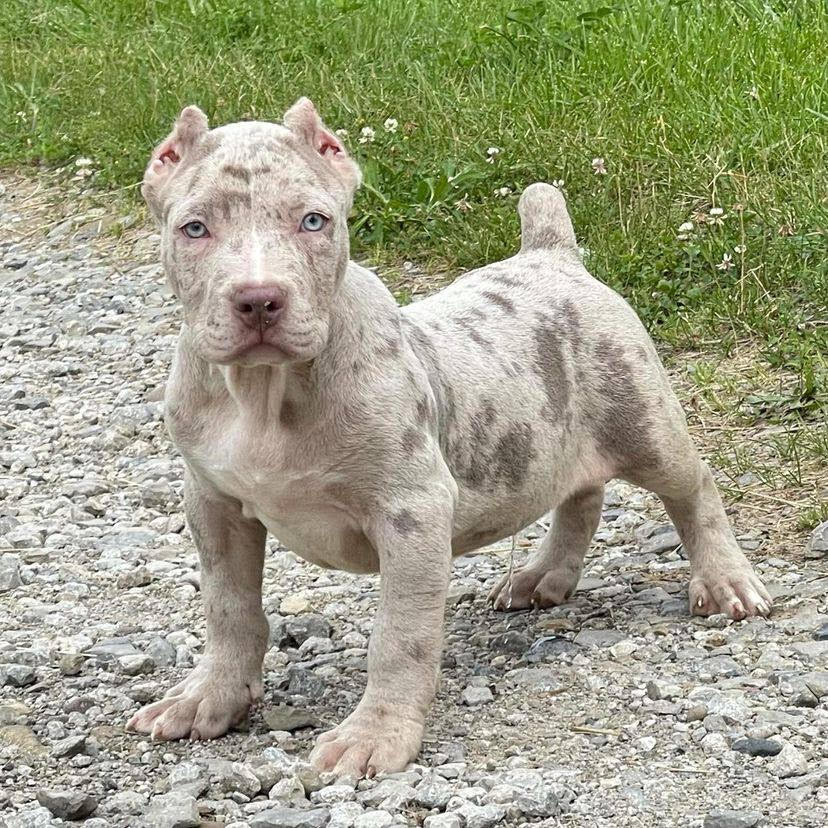American Bully - Nacho – American Bully