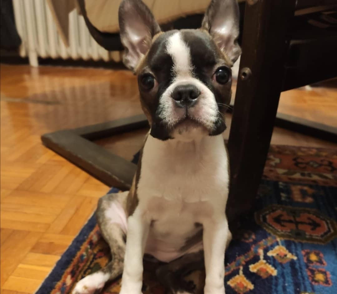 Boston Terrier - Nala the Boston Terrier