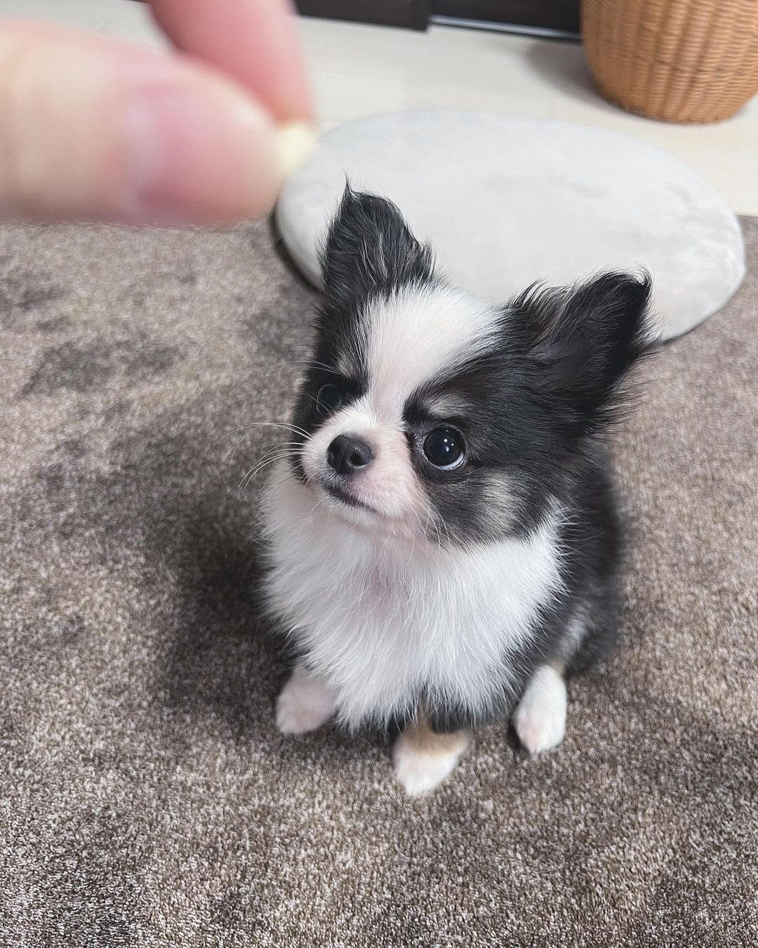 Chihuahua - Nala the Chihuahua